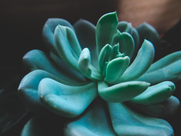 Foto prossimo piano di una pianta succulenta