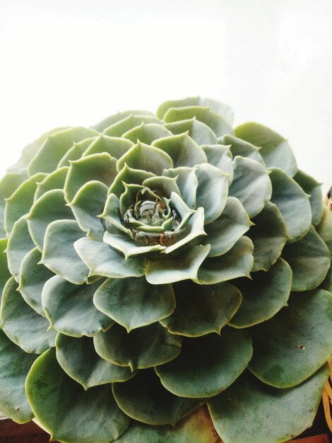 Foto prossimo piano di una pianta succulenta