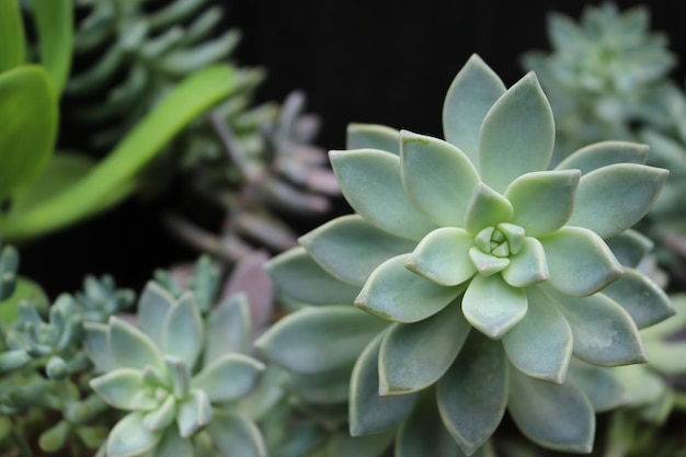 Photo close-up of succulent plant