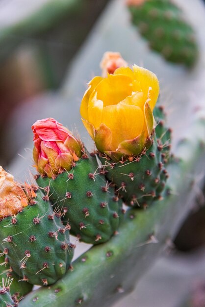 Foto close-up di una pianta succulenta