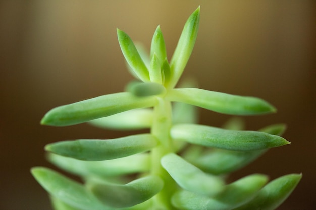 Photo close-up of succulent plant