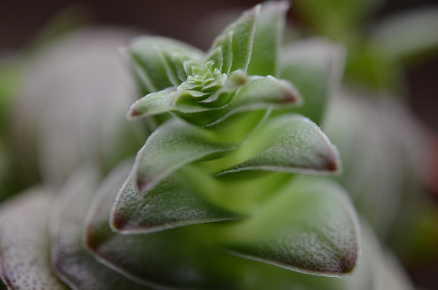 Photo close-up of succulent plant