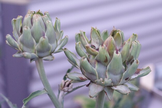 Foto prossimo piano di una pianta succulenta