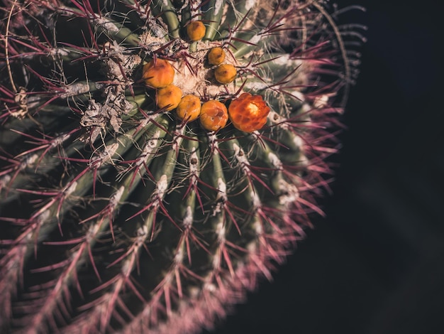 Close-up of succulent plant