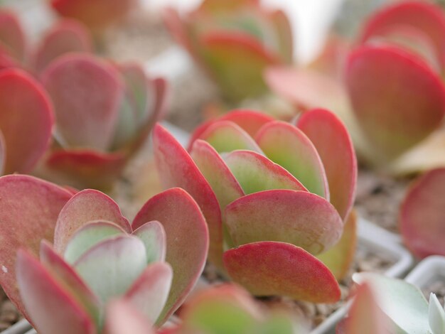 Foto prossimo piano di una pianta succulenta