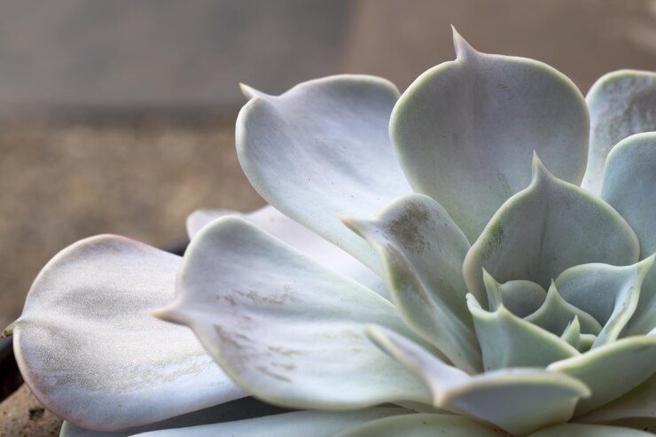 Photo close-up of succulent plant