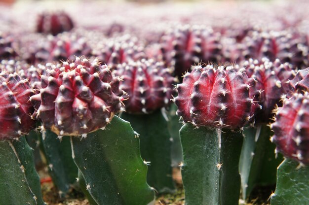 Foto prossimo piano di una pianta succulenta