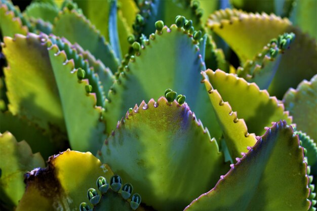 Foto prossimo piano di una pianta succulenta