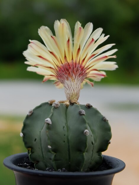 Foto prossimo piano di una pianta succulenta