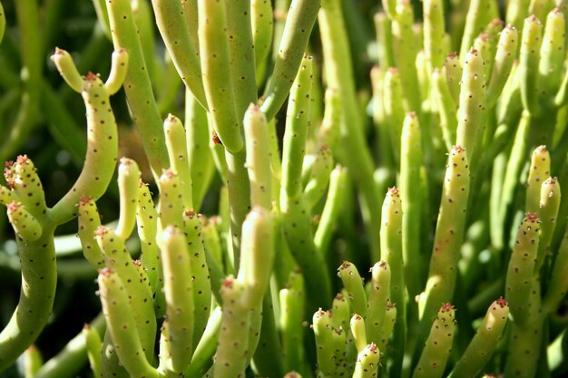 Close-up of succulent plant