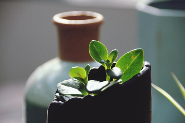 Close-up of succulent plant