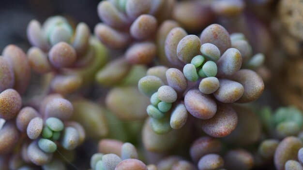 Photo close-up of succulent plant