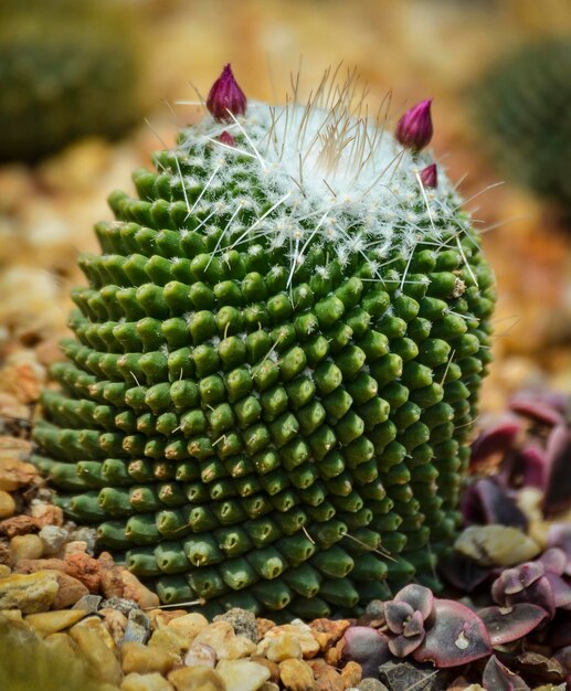 Photo close-up of succulent plant