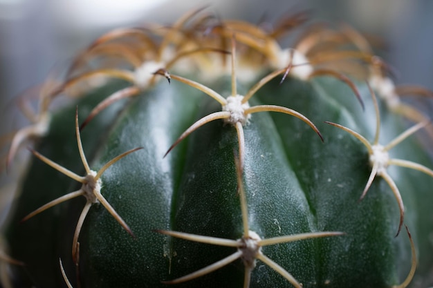 <unk>の植物のクローズアップ