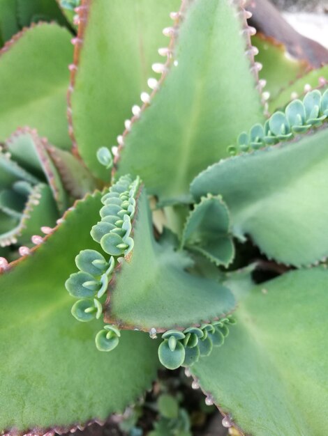 Close-up of succulent plant