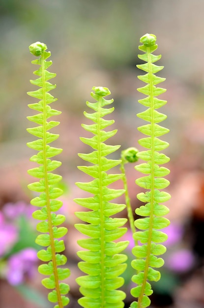 Close-up of succulent plant