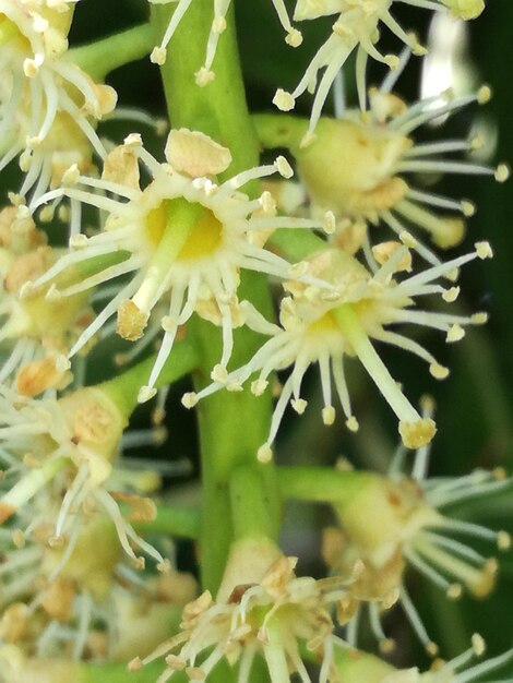 Close-up of succulent plant