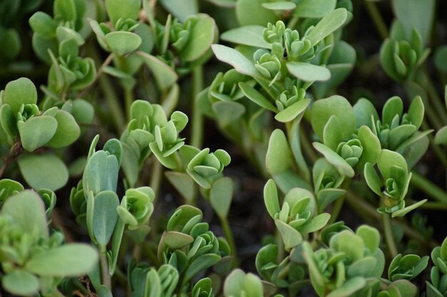 <unk>の植物のクローズアップ