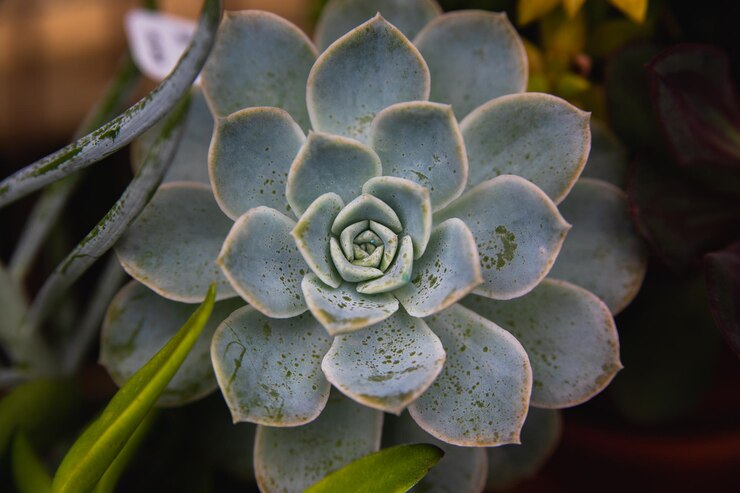Photo close-up of succulent plant