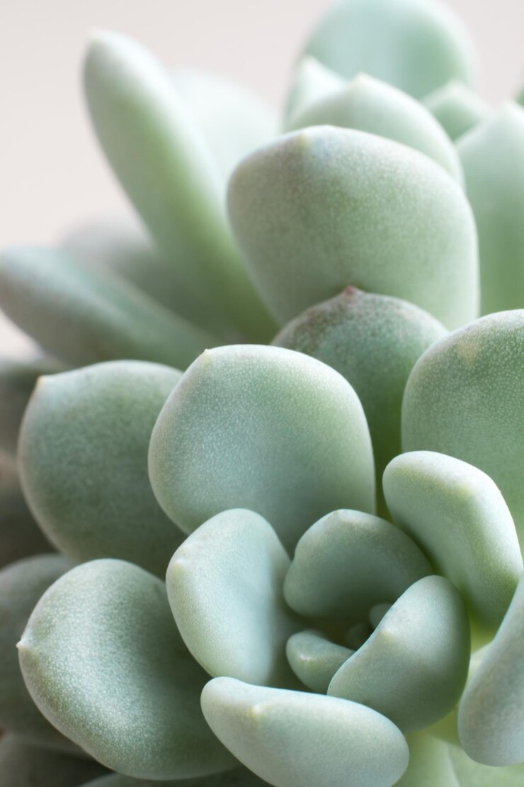 Photo close-up of succulent plant