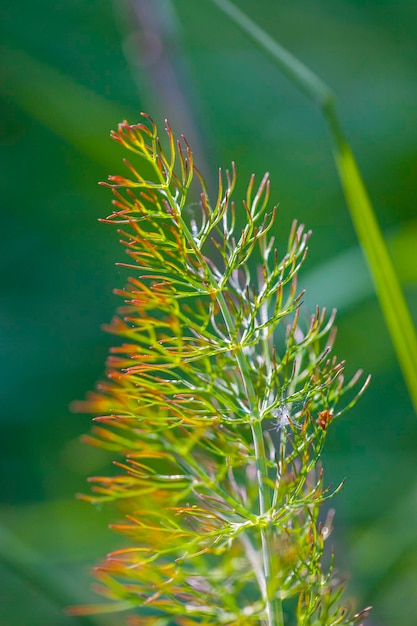 Close-up of succulent plant