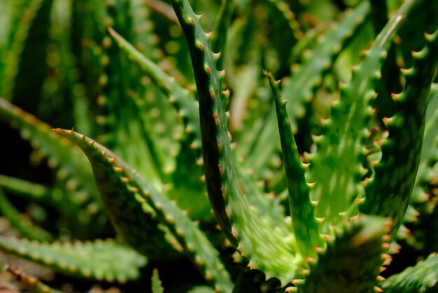 Foto close-up di una pianta succulenta