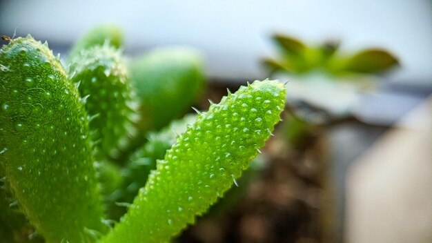 Close-up of succulent plant