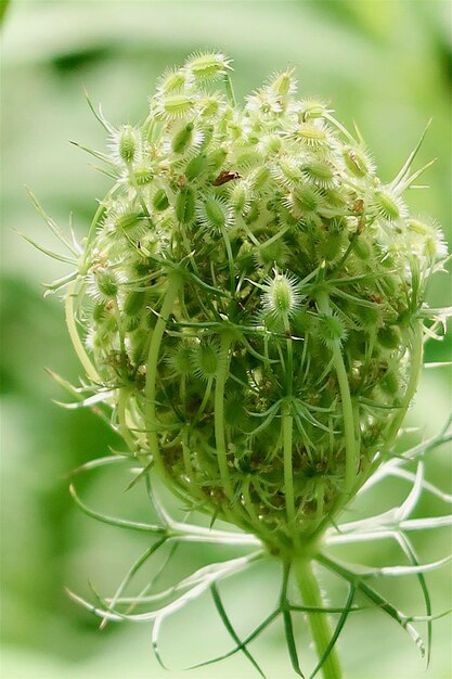 Close-up of succulent plant