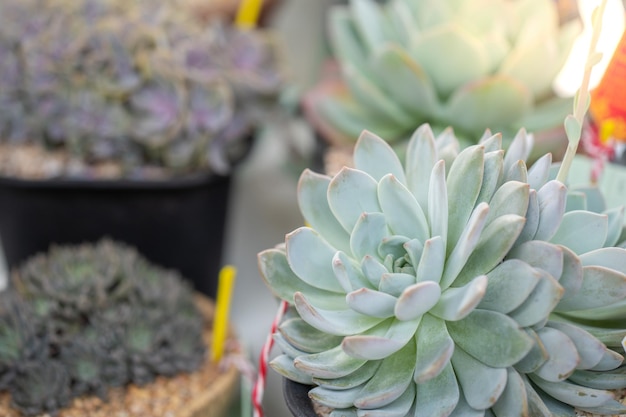 Foto prossimo piano di una pianta succulenta