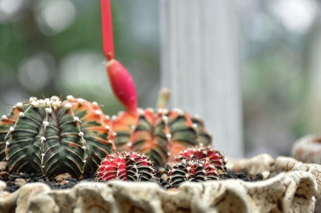 Close-up of succulent plant