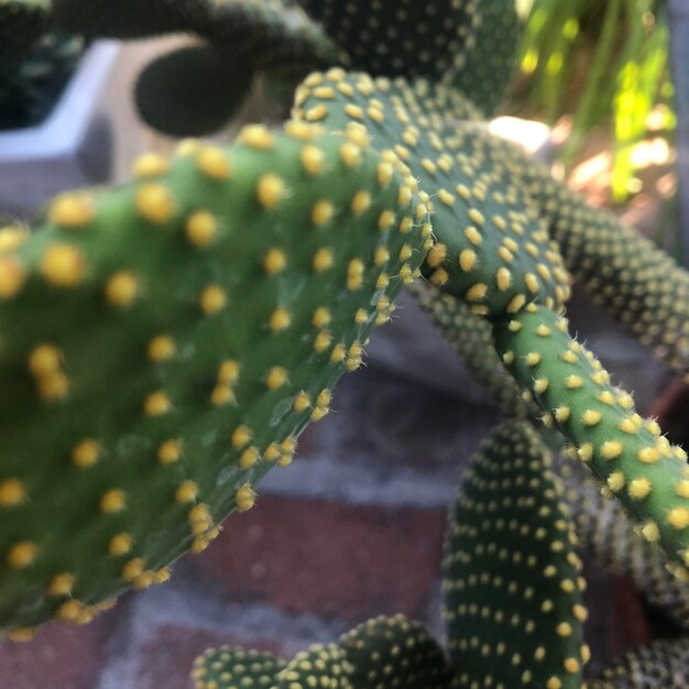 Foto prossimo piano di una pianta succulenta