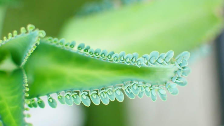 Photo <unk>の植物のクローズアップ