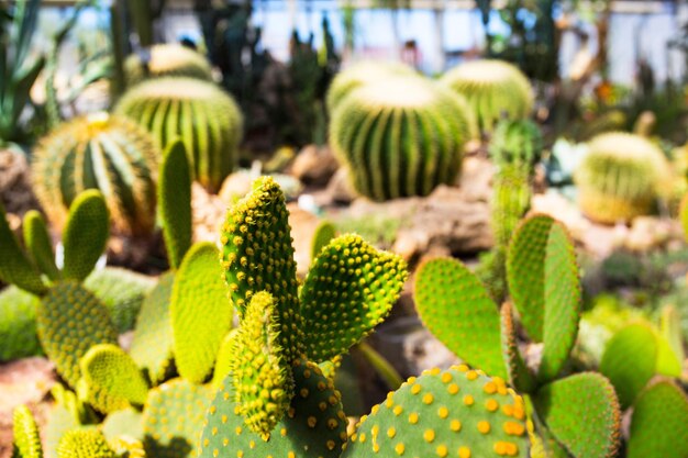 Close-up of succulent plant