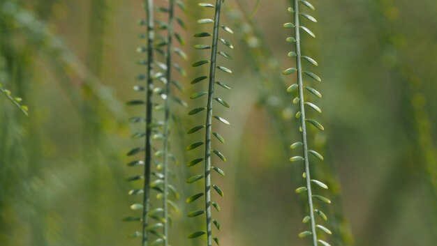 Close-up of succulent plant