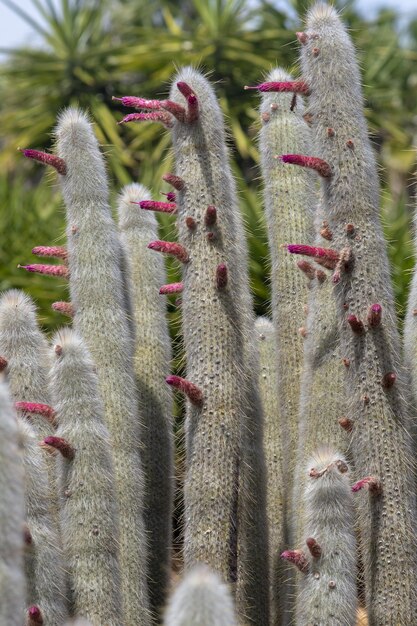 Photo close-up of succulent plant