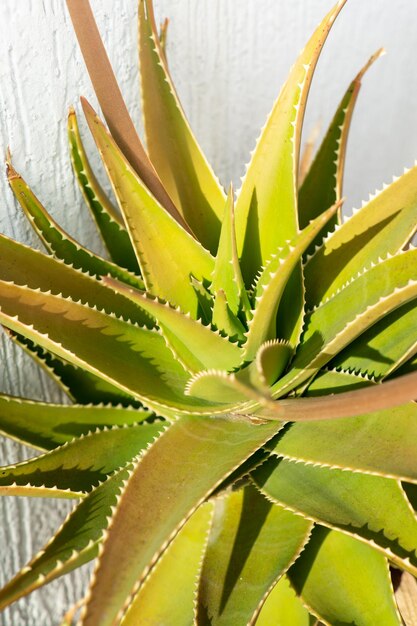 Foto prossimo piano di una pianta succulenta