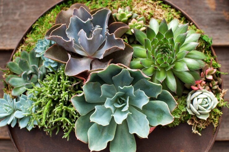 Photo close-up of succulent plant