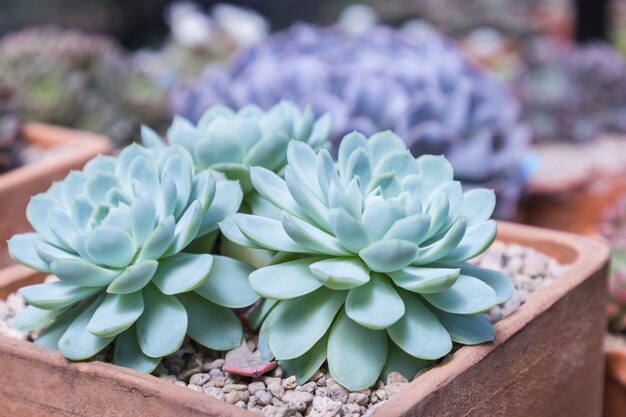 Close-up of succulent plant