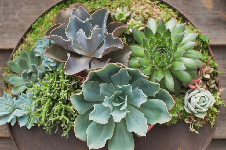 Photo close-up of succulent plant
