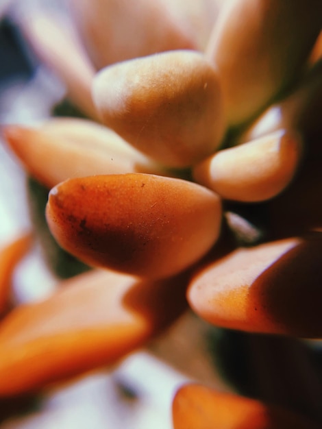 Foto prossimo piano di una pianta succulenta