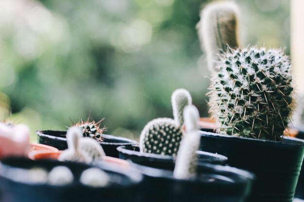 Photo close-up of succulent plant