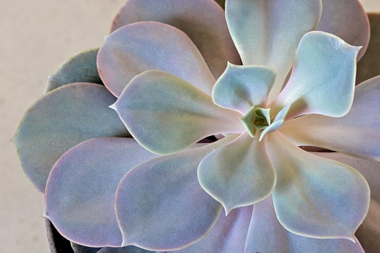 Photo close-up of succulent plant