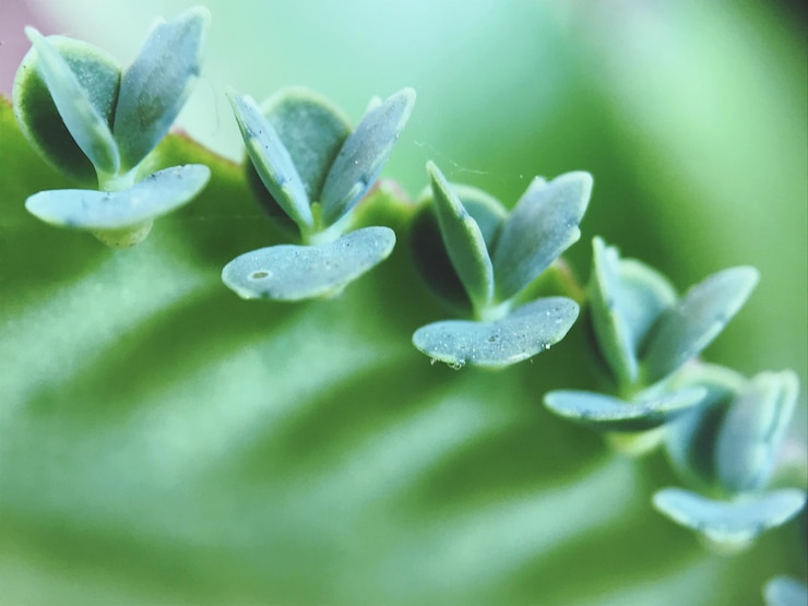 Photo <unk>の植物のクローズアップ