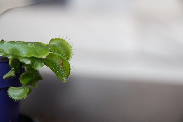 close-up of succulent plant