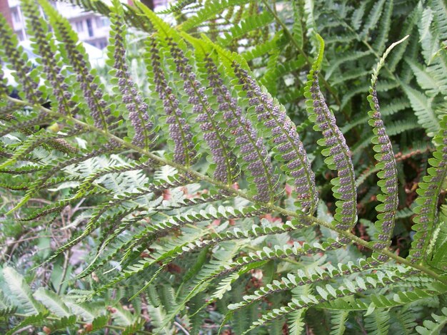 Photo close-up of succulent plant