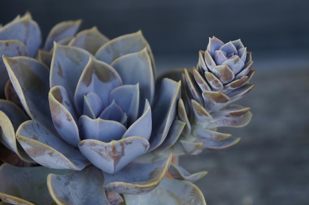 close-up of succulent plant