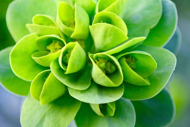 Close-up of succulent plant