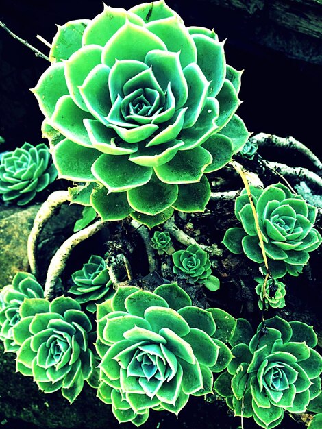 Close-up of succulent plants growing on field