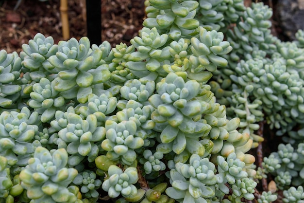 Photo close-up of succulent plants in market