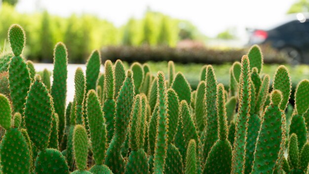 Foto close-up di piante succulente nel parco